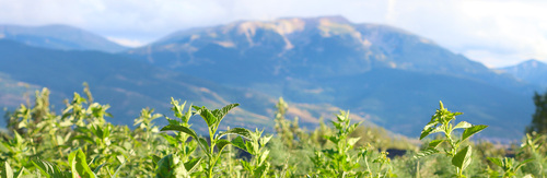 Terres cultivés à Enveitg et à Millas dans les Pyrénées Orientales