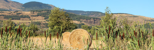 Champs de sarrasin recoltés à Enveitg en Cerdagne